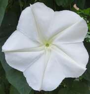 Image of Moonflower or moon vine