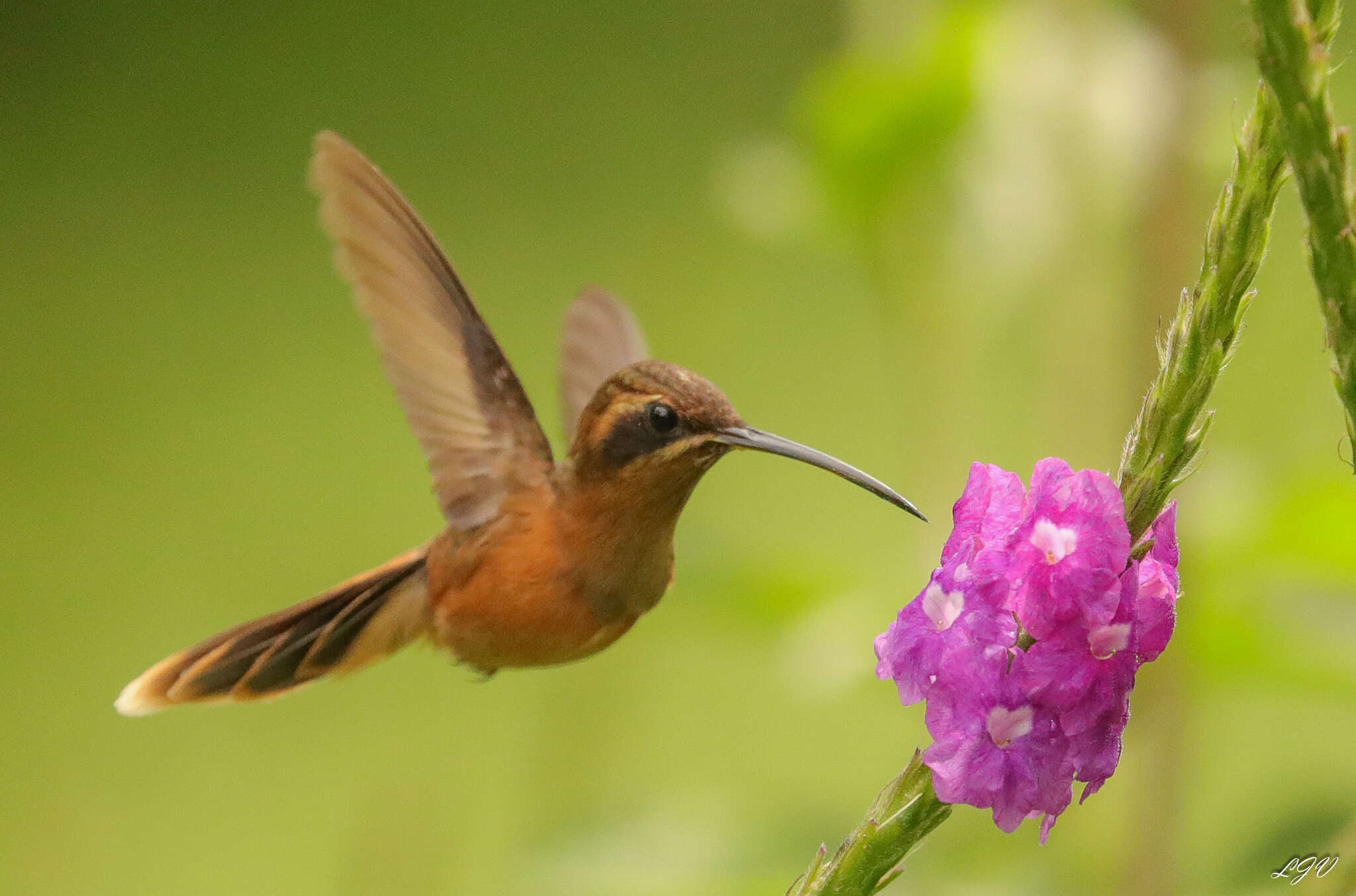 Image of Stripe-throated Hermit