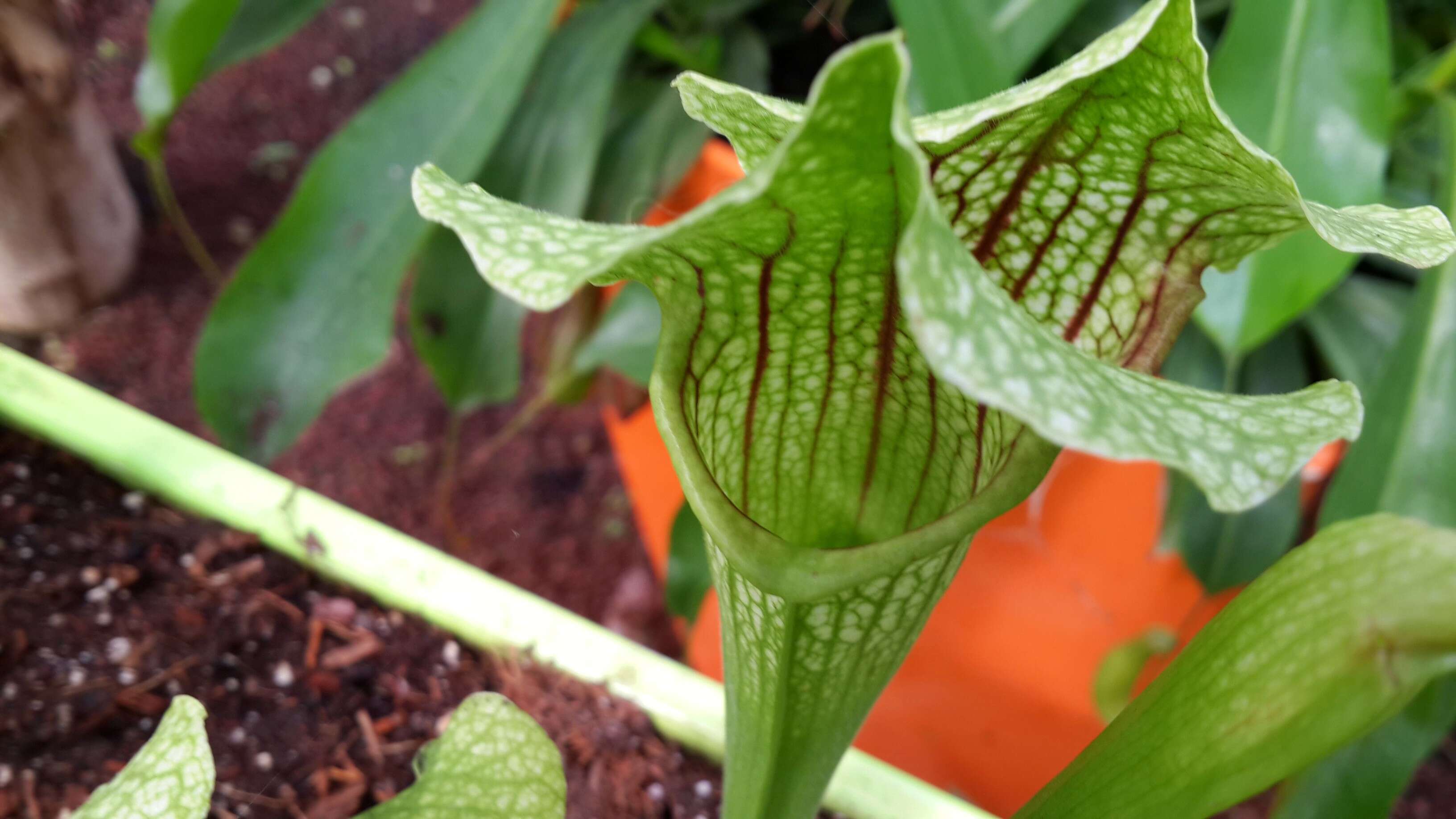 Image of Green Pitcherplant