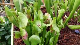 Image of Green Pitcherplant