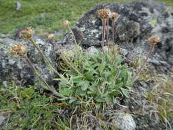 Image de Aster alpinus subsp. tolmatschevii (Tamamsch.) A. & D. Löve