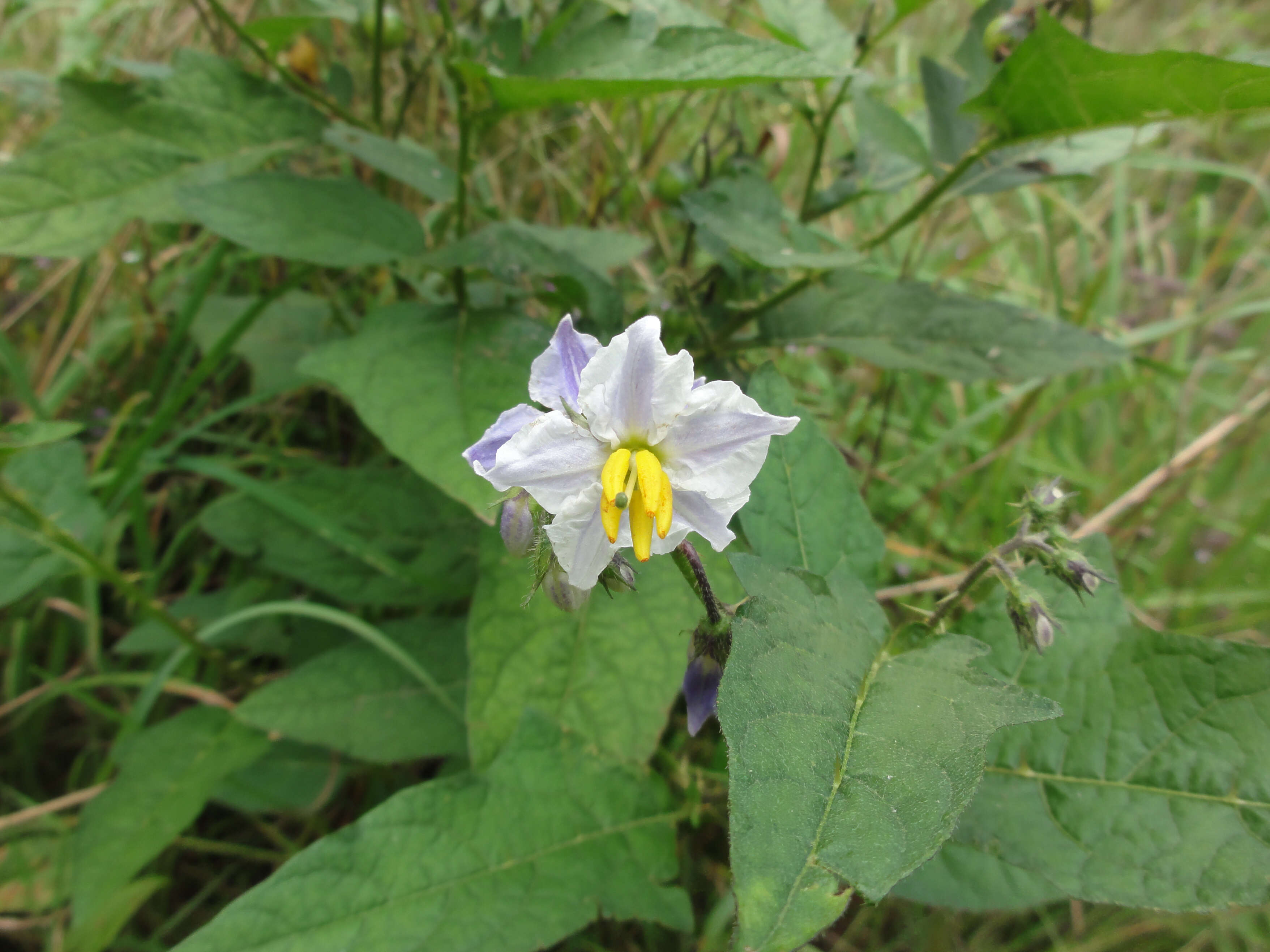 Image of Carolina horsenettle