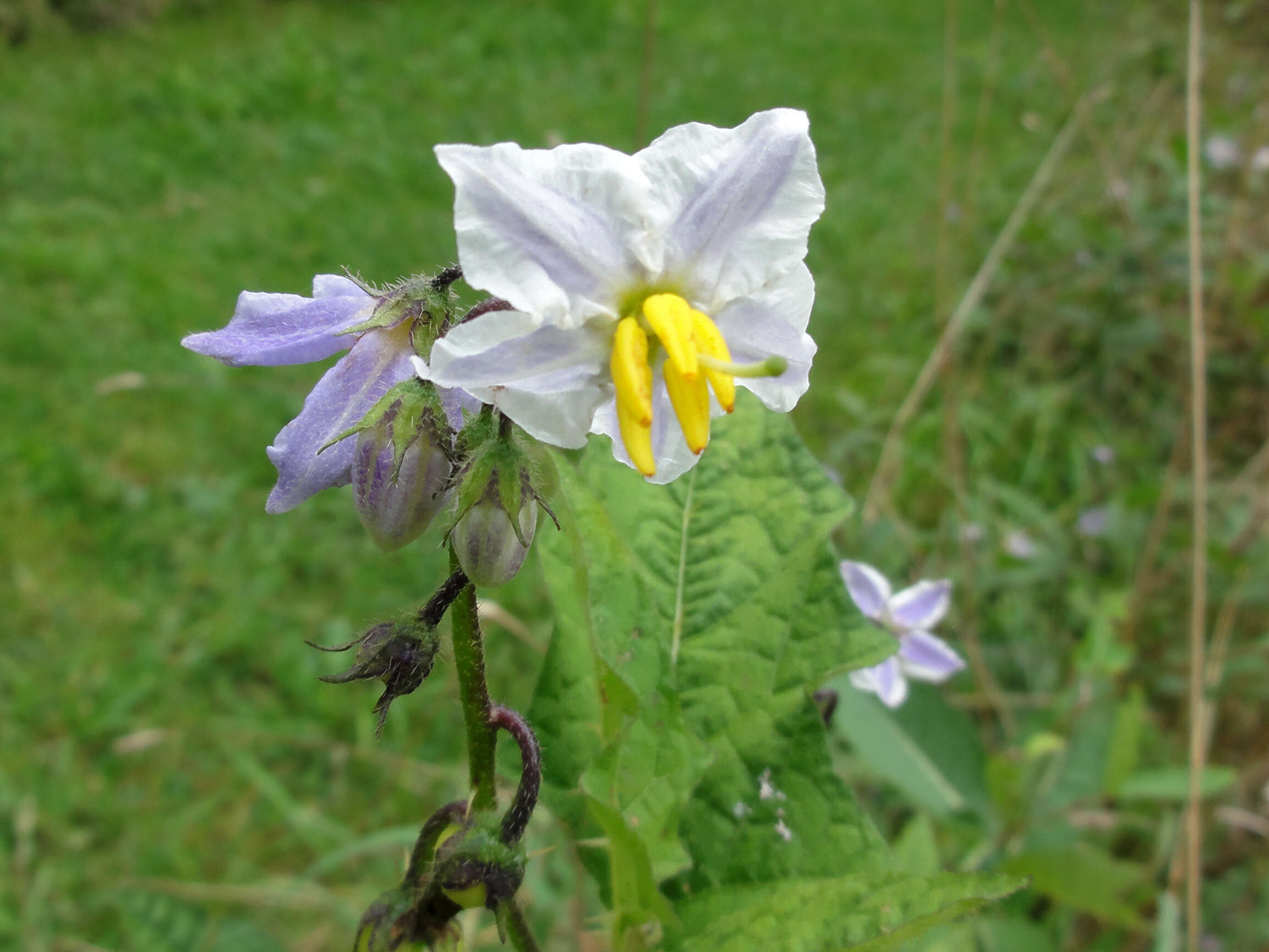 Plancia ëd Solanum carolinense L.