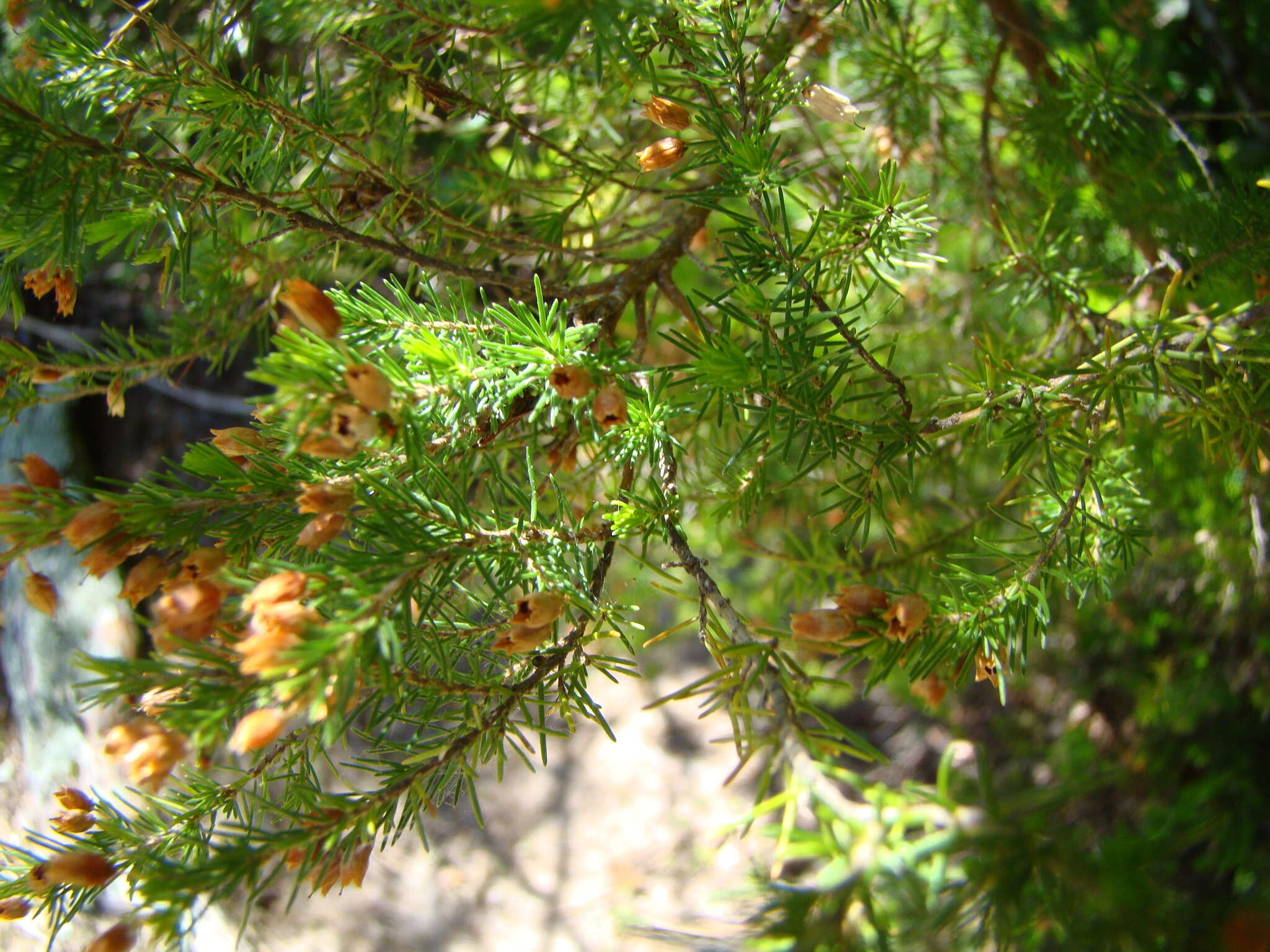 Image of Portuguese Heath