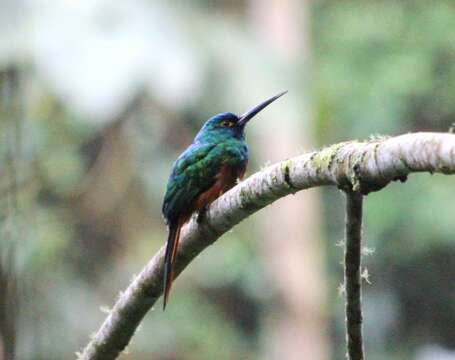 Image of Coppery-chested Jacamar