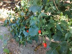 Image of Capsicum chacoense A. T. Hunziker