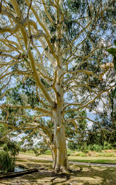 Image of White gum