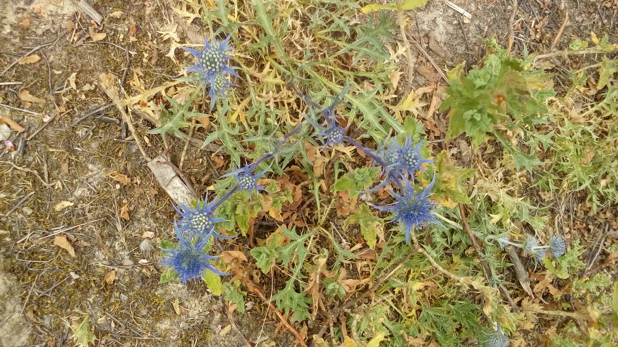 Eryngium dilatatum Lam. resmi