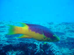 Bodianus rufus (Linnaeus 1758) resmi