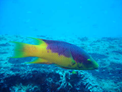 Image of Dogfish