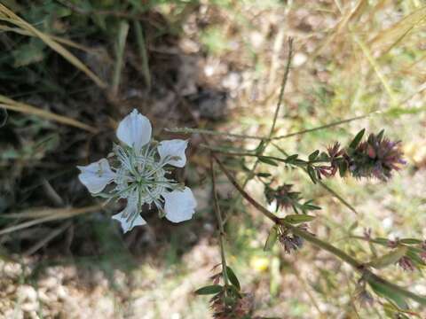 Image of black bread weed