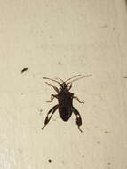 Image of Leaf-footed Pine Seed Bug