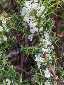 Image of Grevillea trifida (R. Br.) Meissner