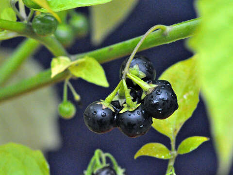 Image de Solanum ptychanthum Dun.