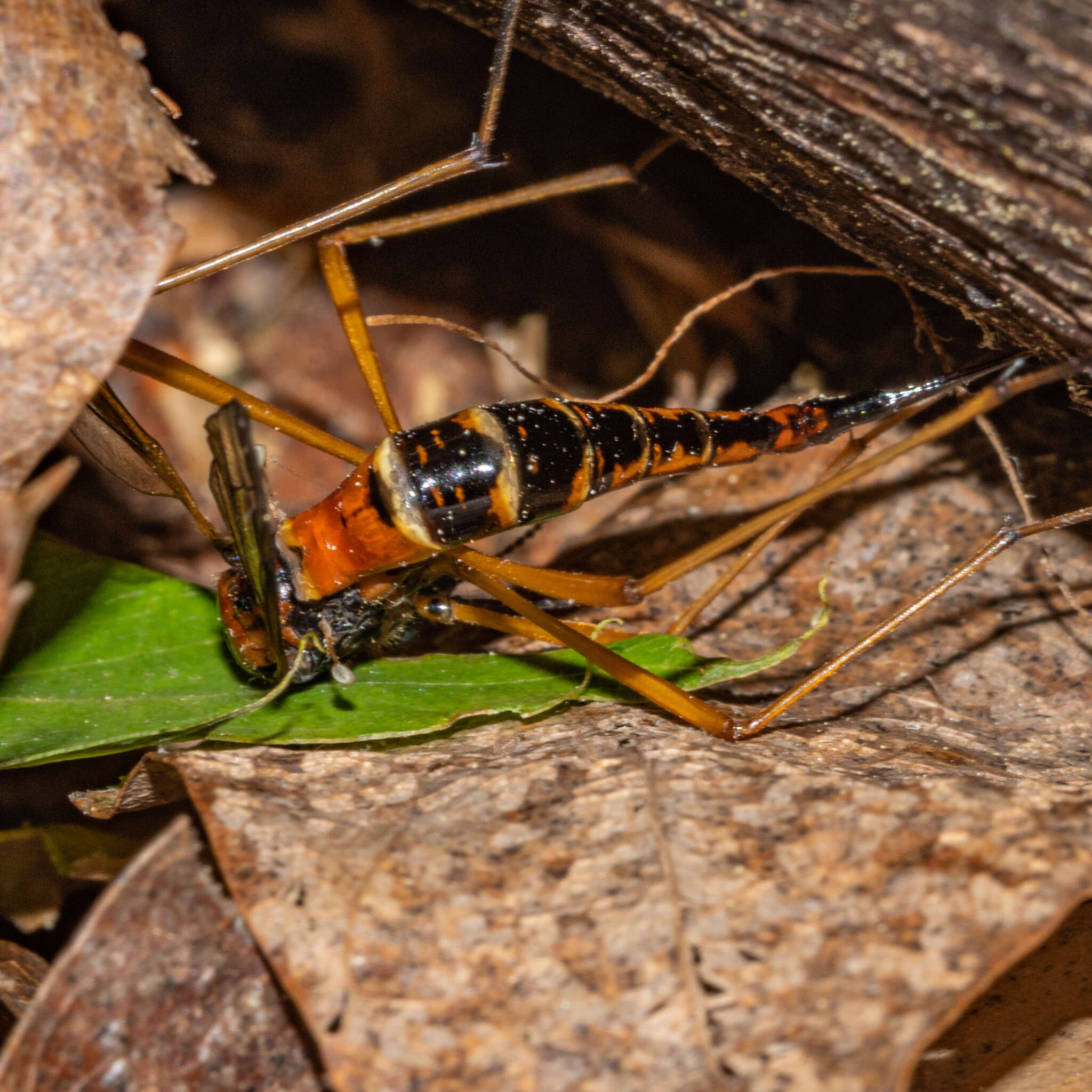 Image of Tanyptera (Tanyptera) dorsalis (Walker 1848)