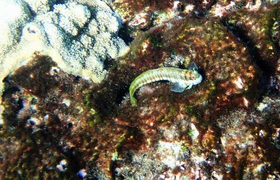 Image of Orange-spotted Blenny