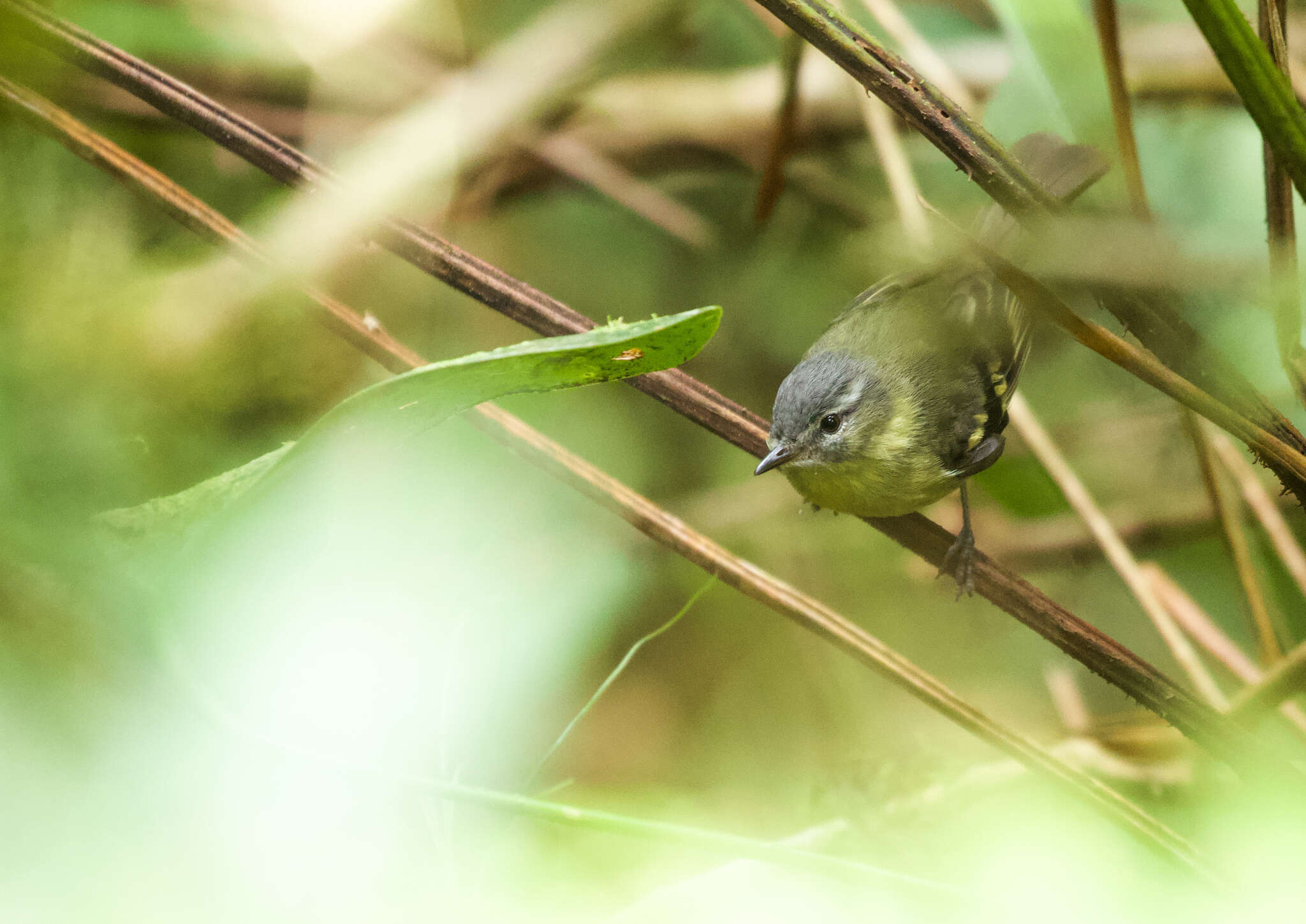 Image of Sulphur-bellied Tyrannulet