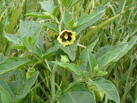 Image of clammy groundcherry