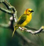 Image of Taveta Golden Weaver