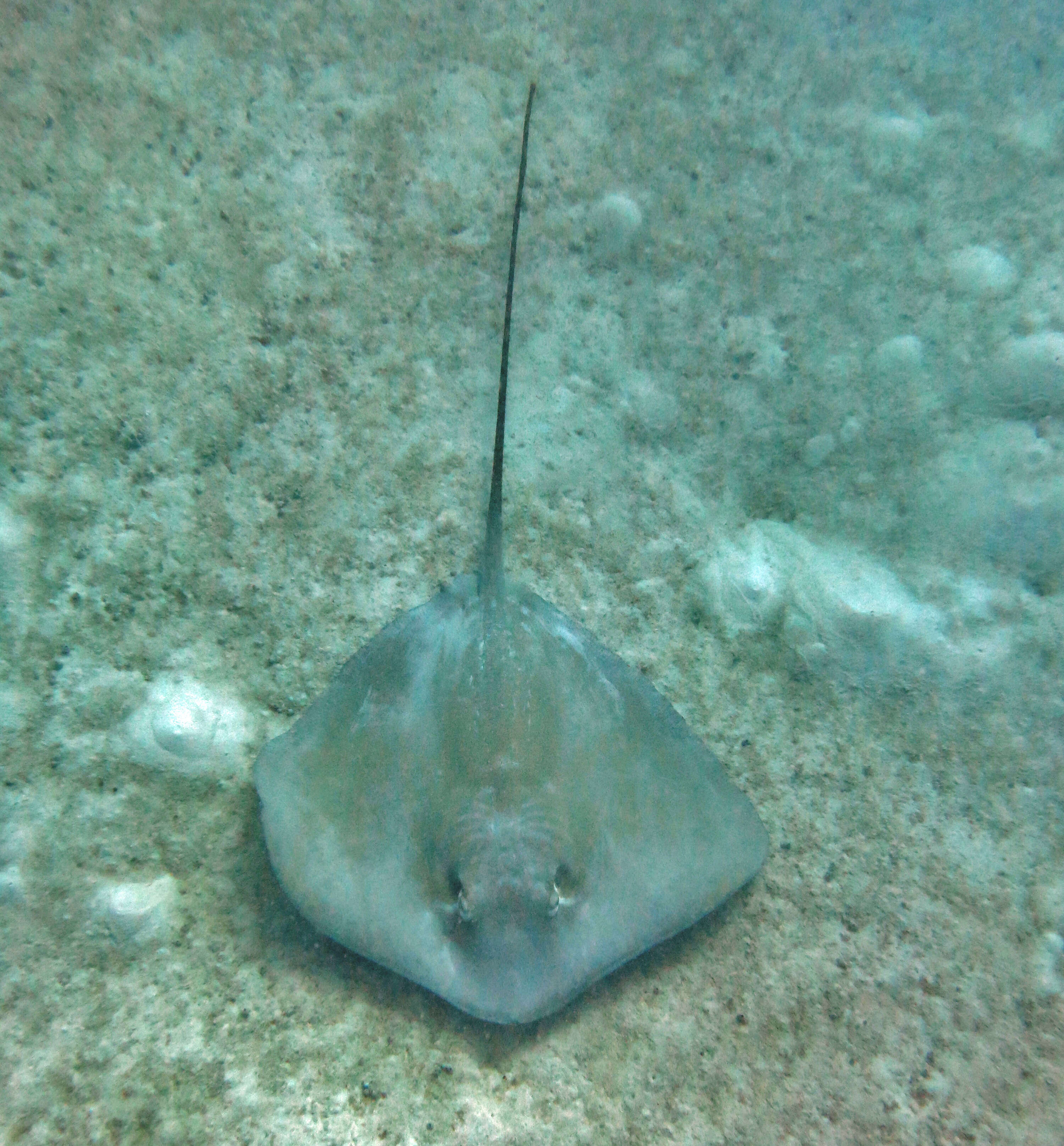 Image of Jenkins' Whipray