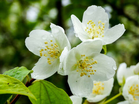 Image of sweet mock orange