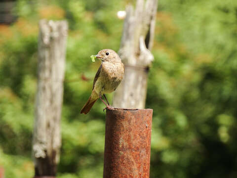 Image of Common Redstart