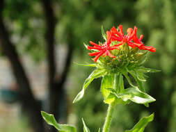 Image of Maltese-cross