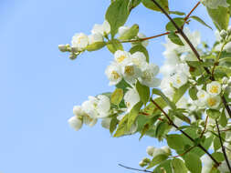 Imagem de Philadelphus coronarius L.