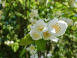 Image of sweet mock orange