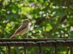 Image of Common Redstart