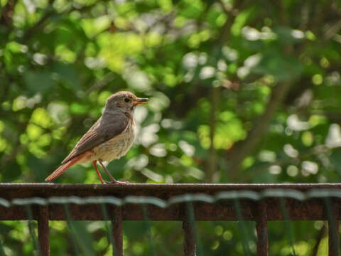 Image of Common Redstart