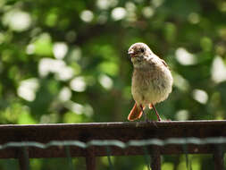 Image of Common Redstart