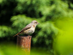 Image of Common Redstart