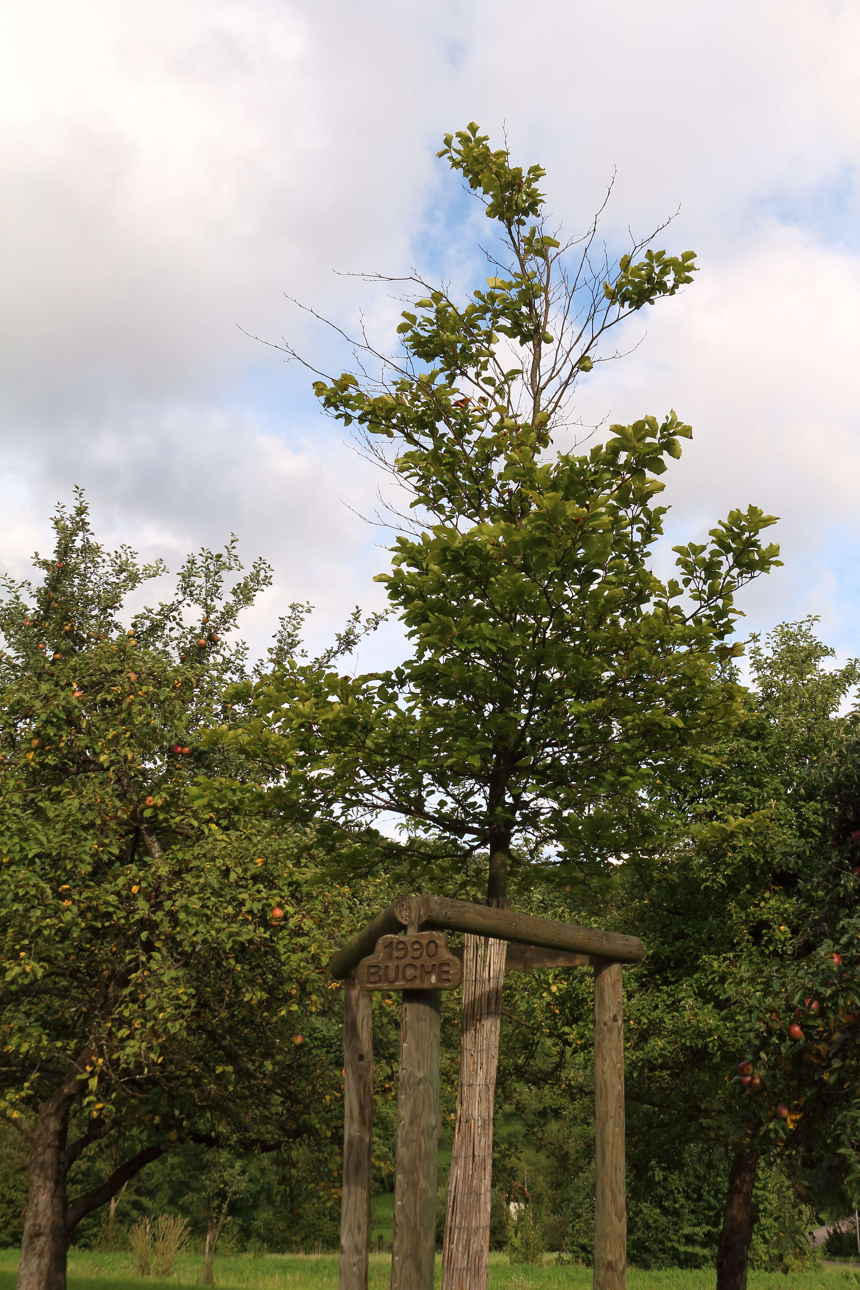 Image of European beech