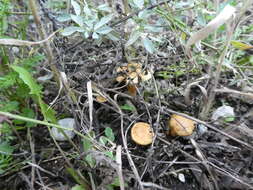 Imagem de Pholiota lucifera (Lasch) Quél. 1872