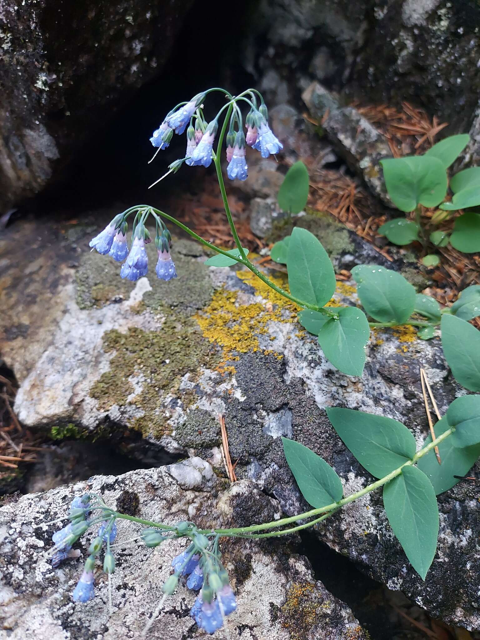 Image of Mertensia serrulata (Turcz.) DC.