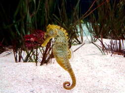 Image of Long-snout Seahorse