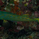 Image of Harlequin grouper