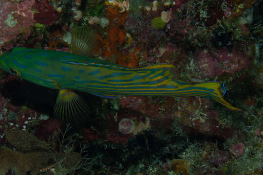 Image of Harlequin grouper