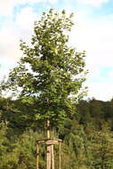 Image of Norway Maple