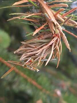 Image of Western Blackheaded Budworm