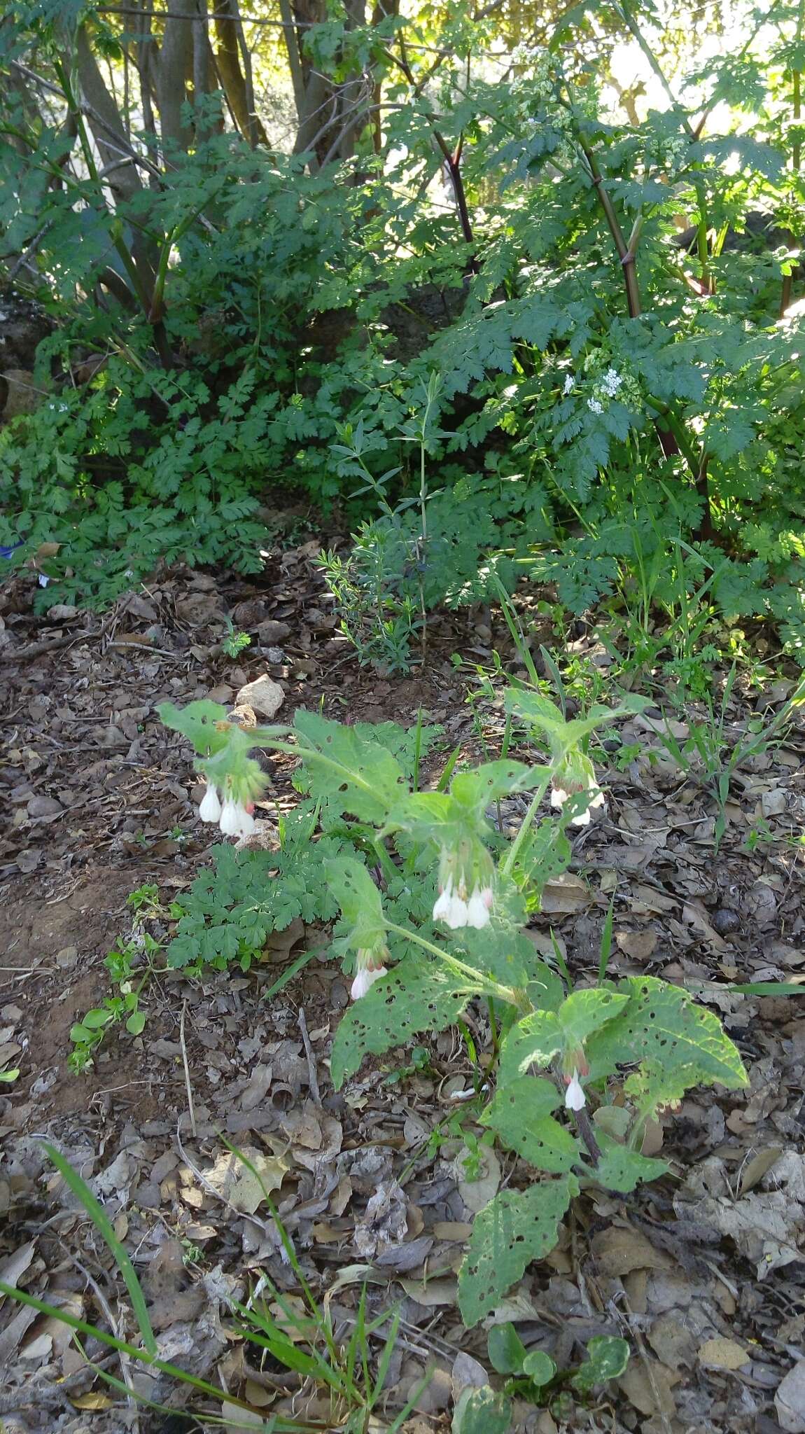 Plancia ëd Podonosma orientalis (L.) Feinbr.