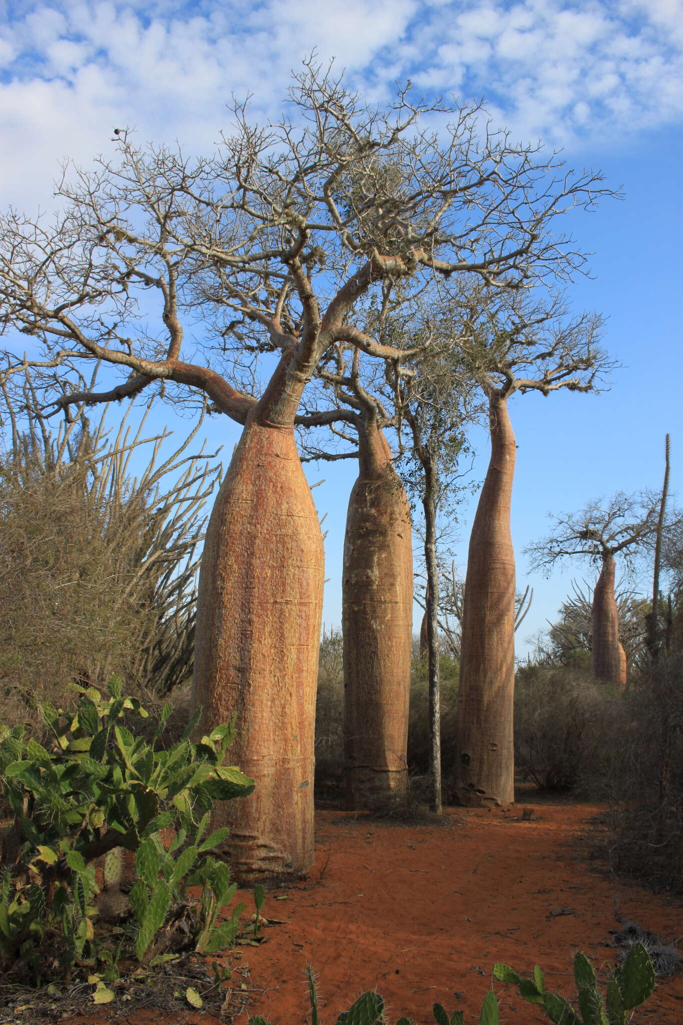 Image of Fony baobab