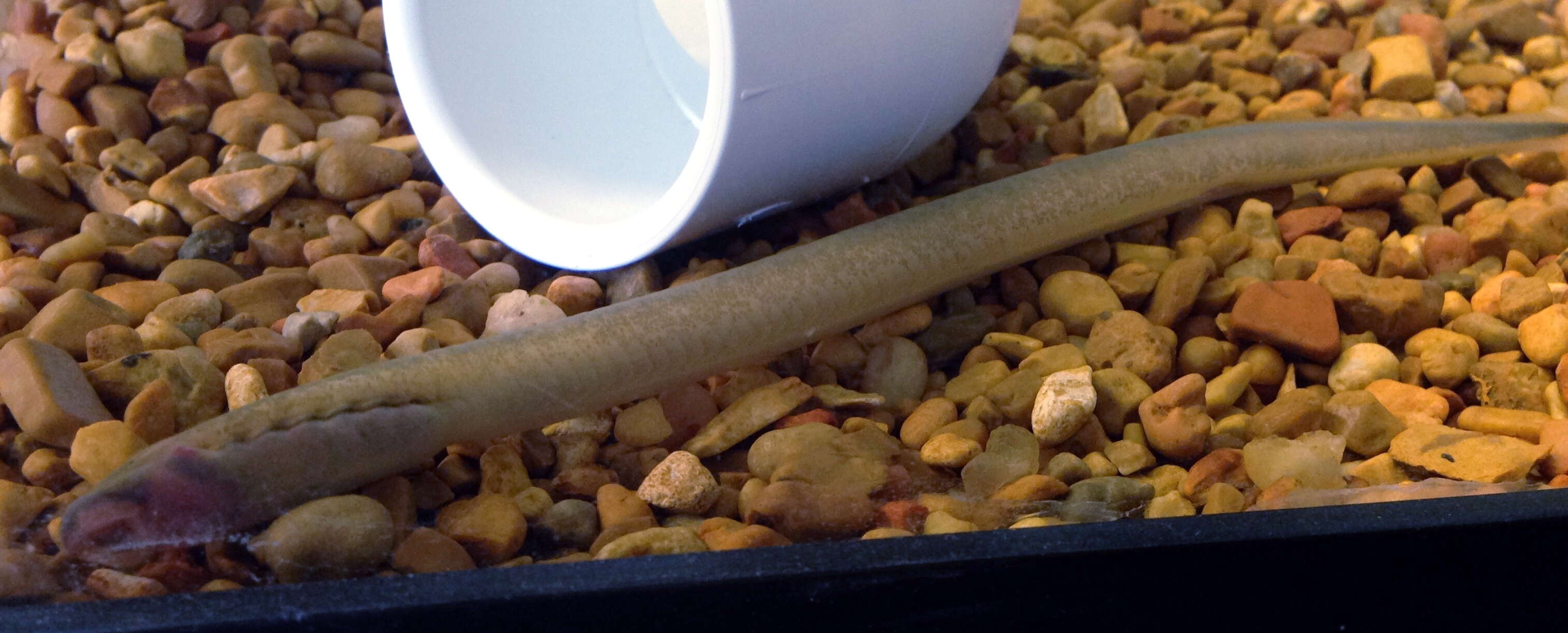 Image of Least Brook Lamprey