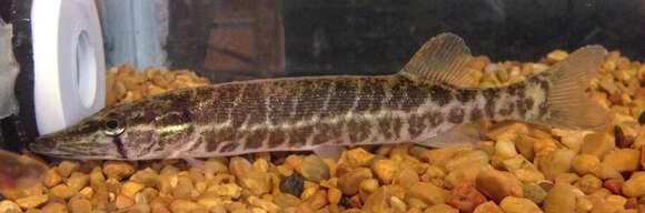 Image of Redfin Pickerel