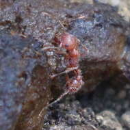 Plancia ëd Pogonomyrmex subnitidus Emery 1895