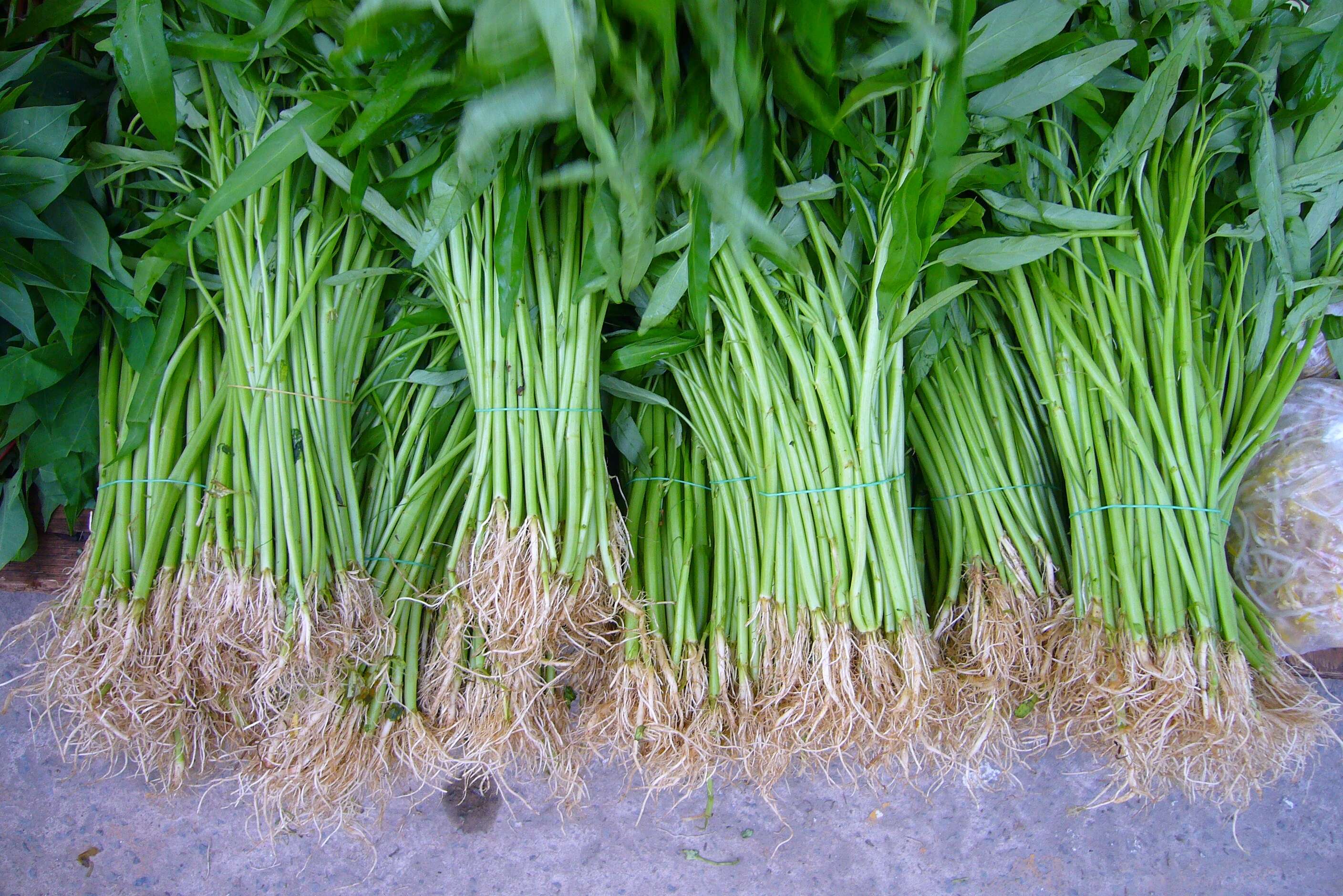 Image of kangkung