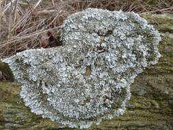 Image of shield lichen