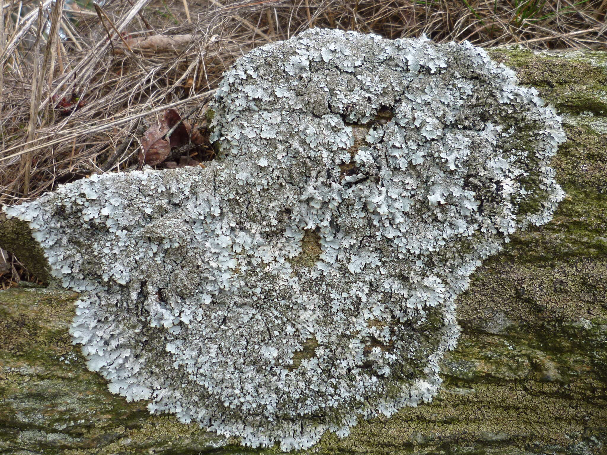 Image of shield lichen