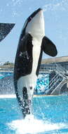 Image of killer whale